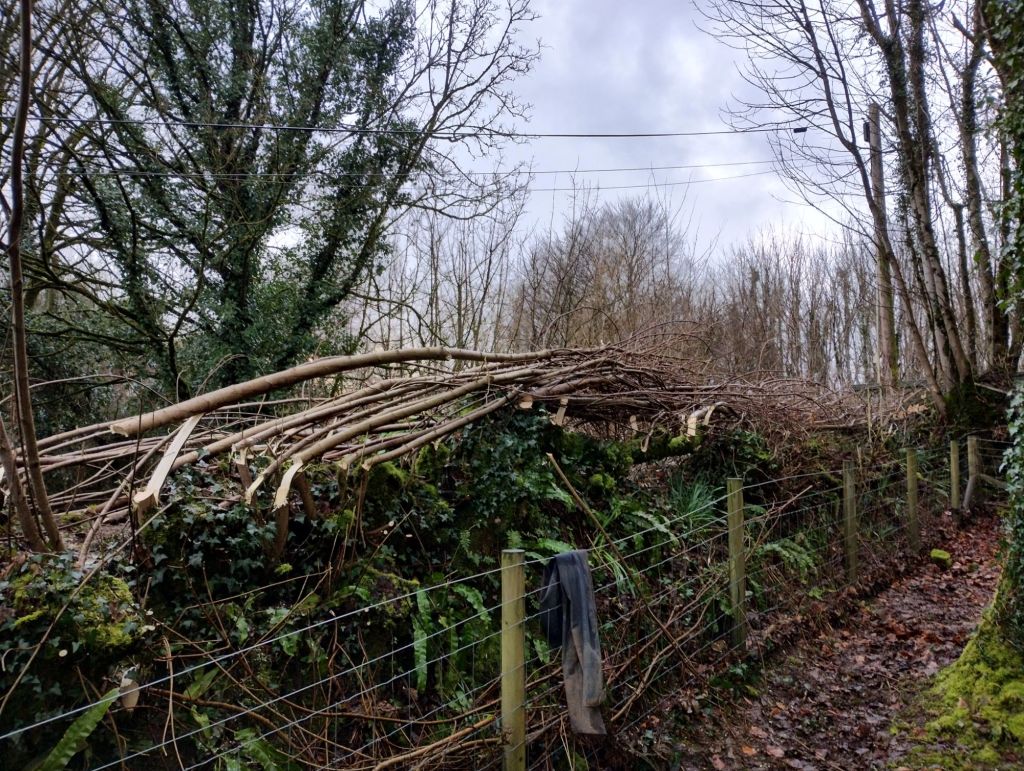 Hedge laying