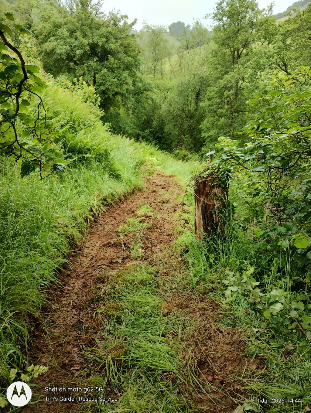 Woodland path